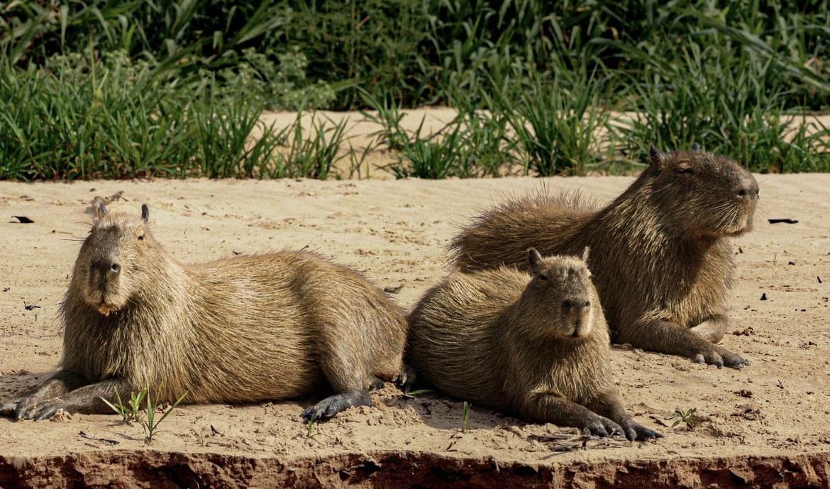 Wild rodents in the amazon