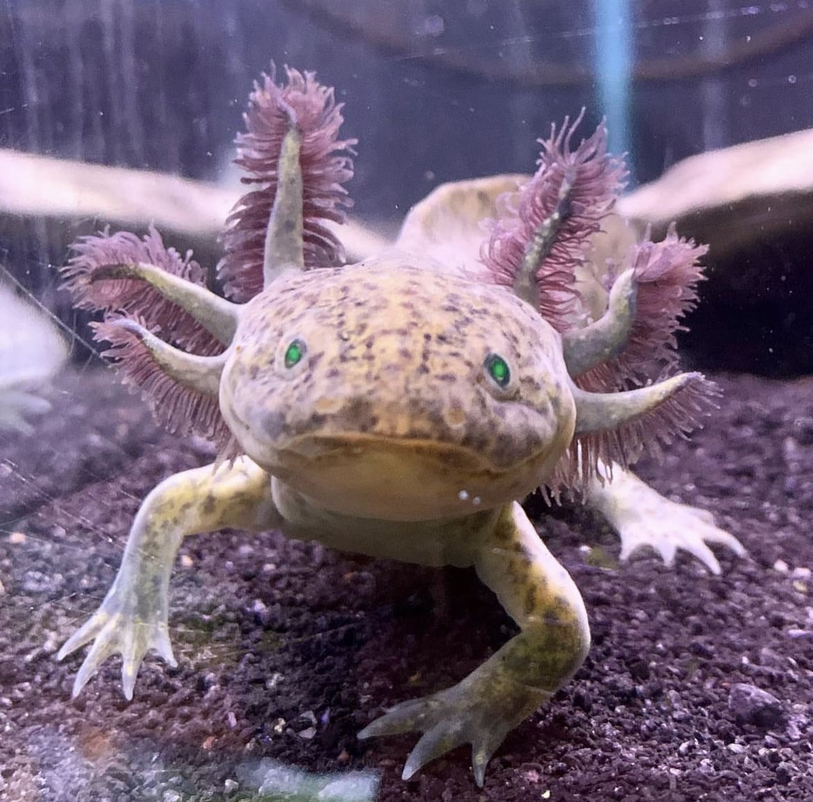 Domestic axolotl