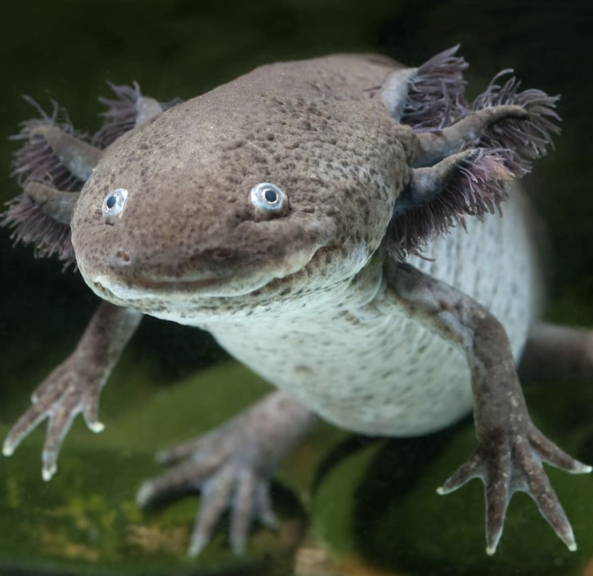 Grey Salamder