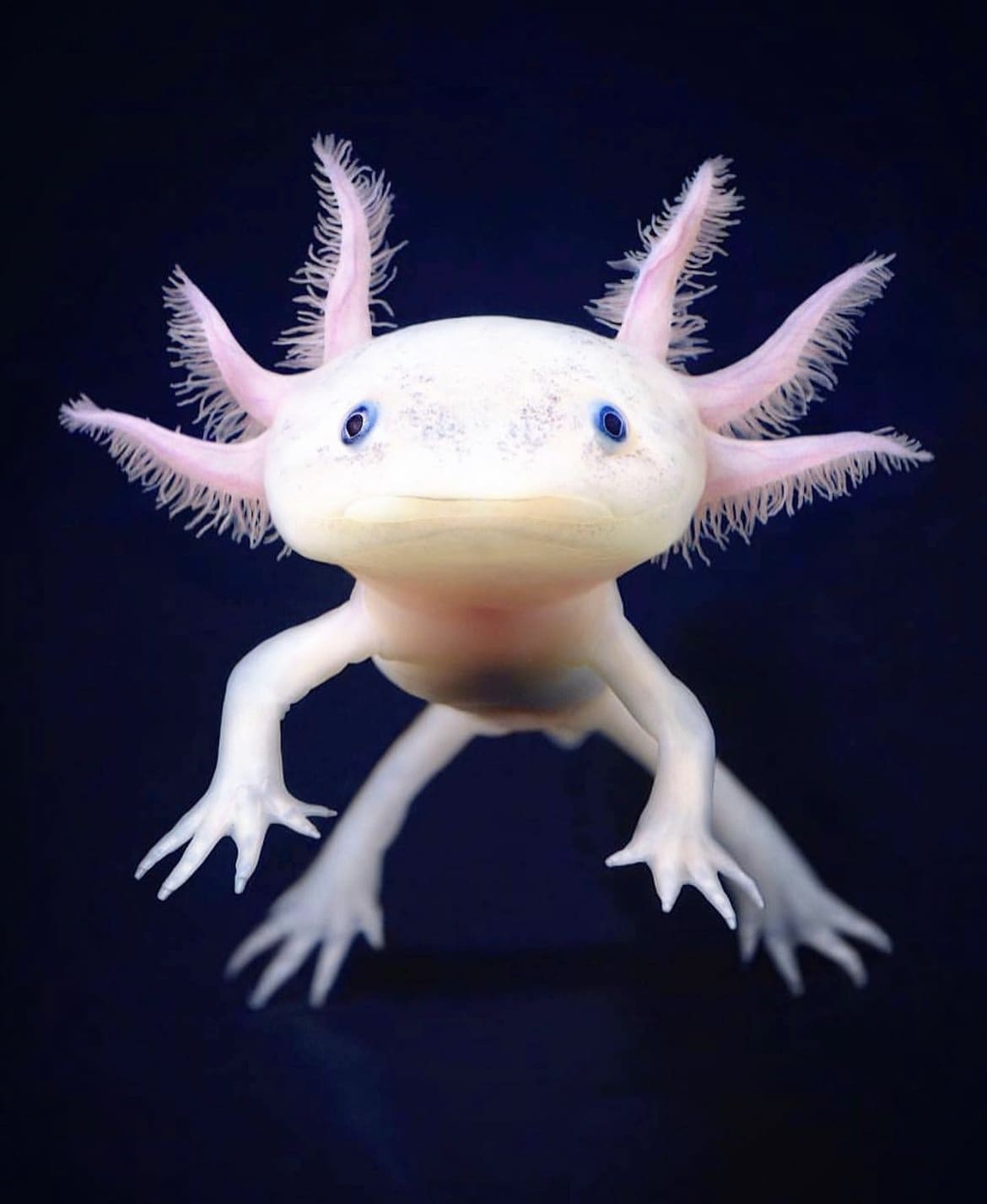 Axolotl