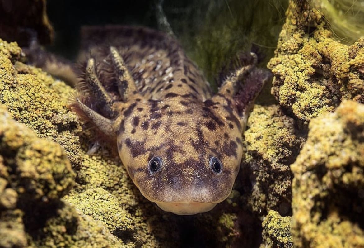 Amphibian mermaids
