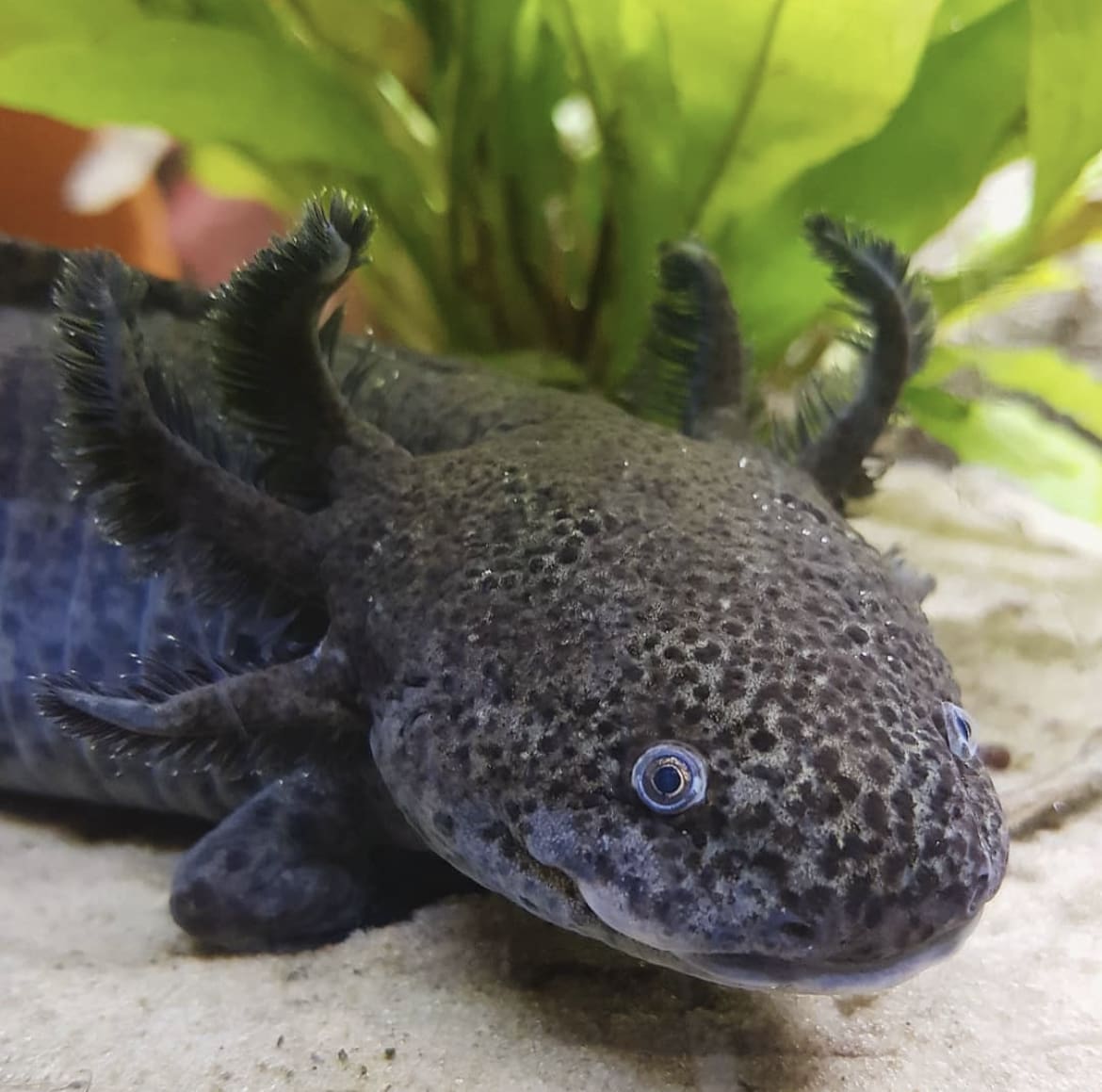 Grey spotted Axolotl