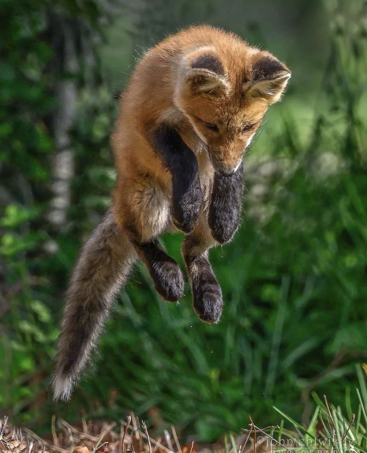 Baby wild dog pouncing