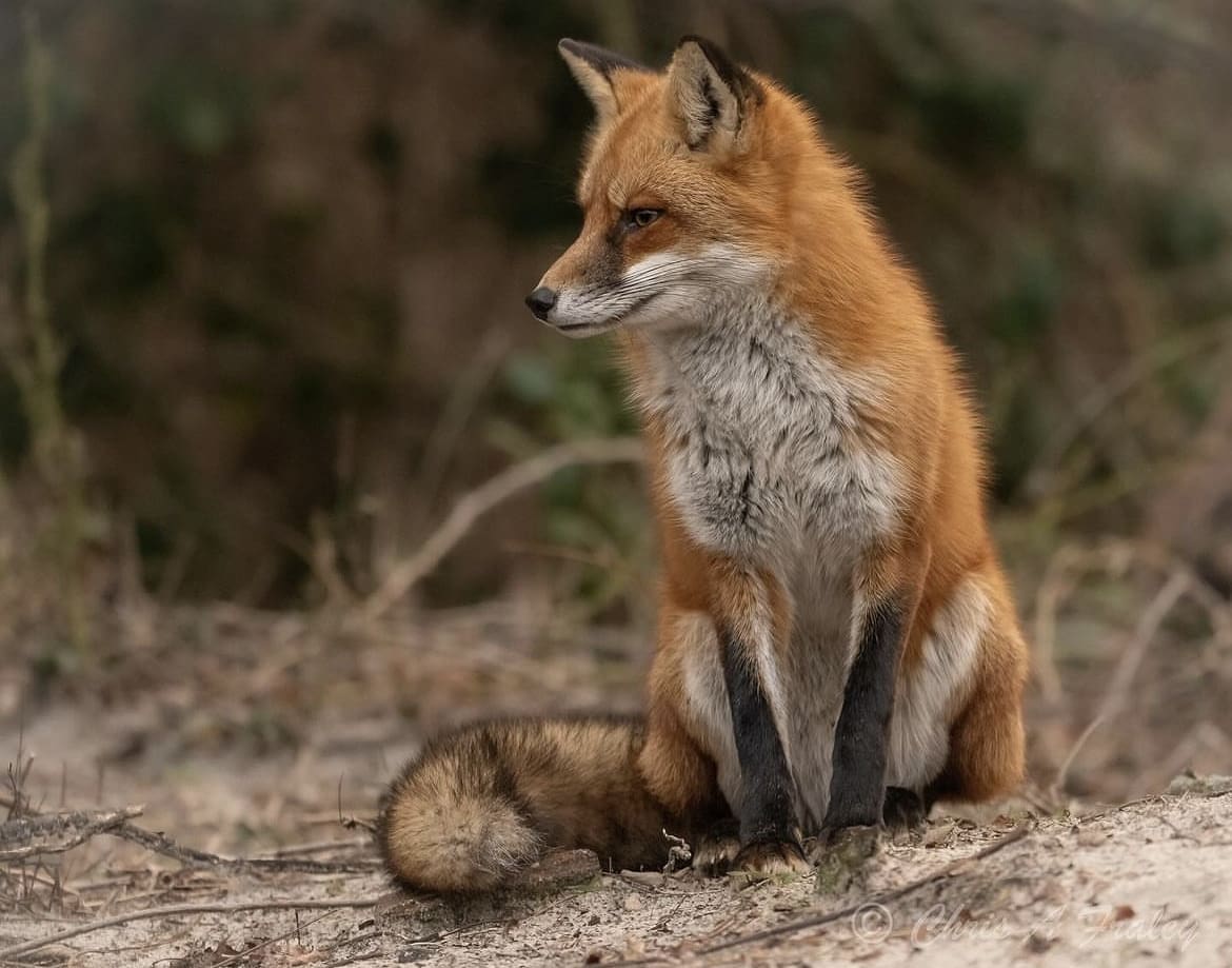 Fox in the woods