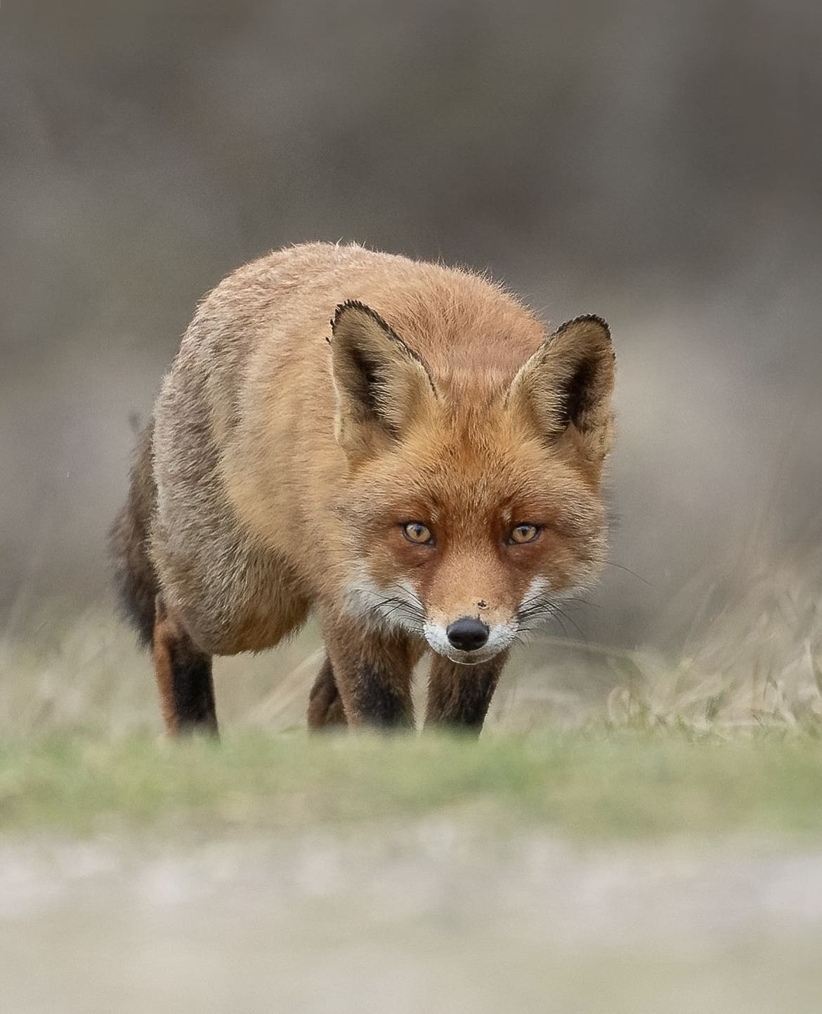 Wild dog in America, hunting