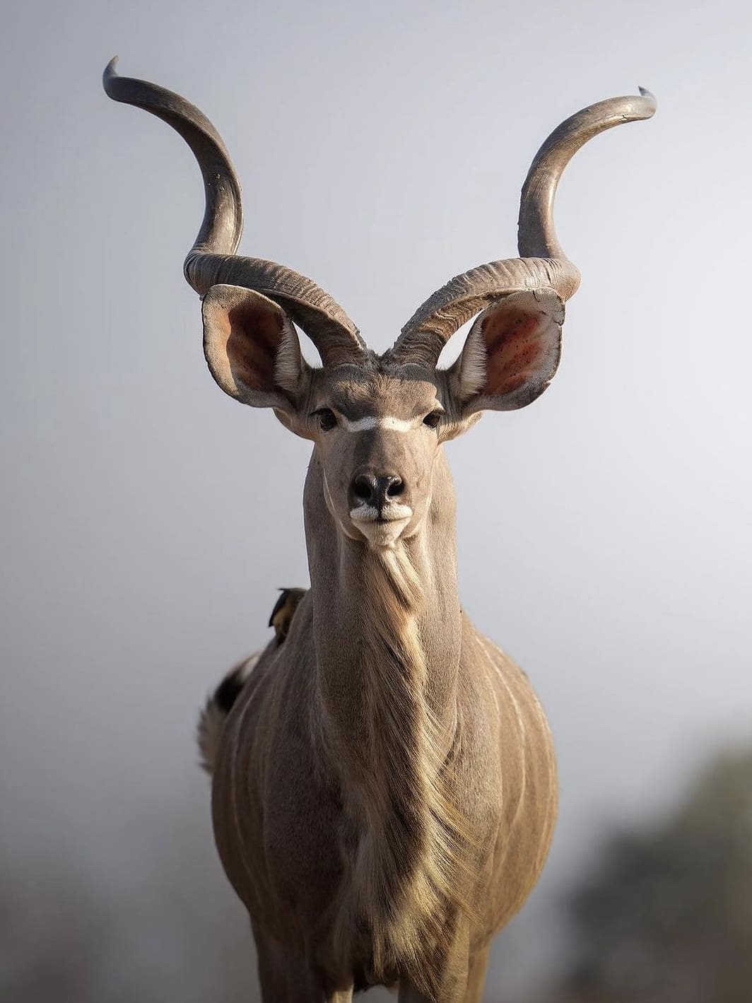 The Kudu