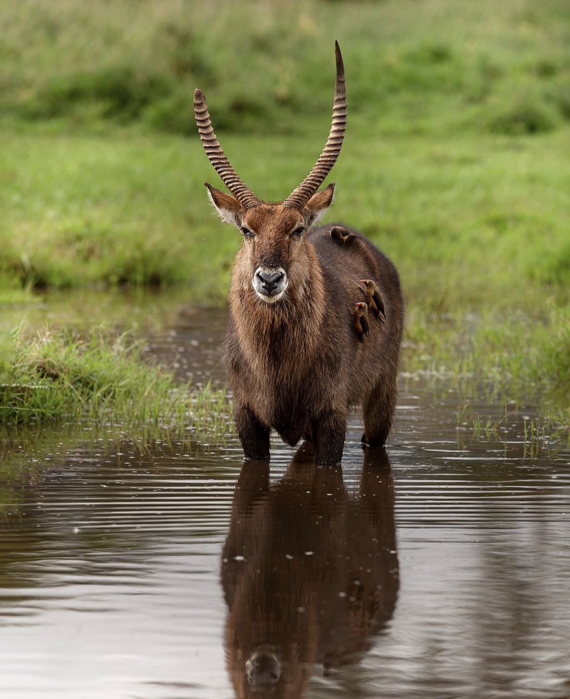 Antelope species in Africa - waterbuck