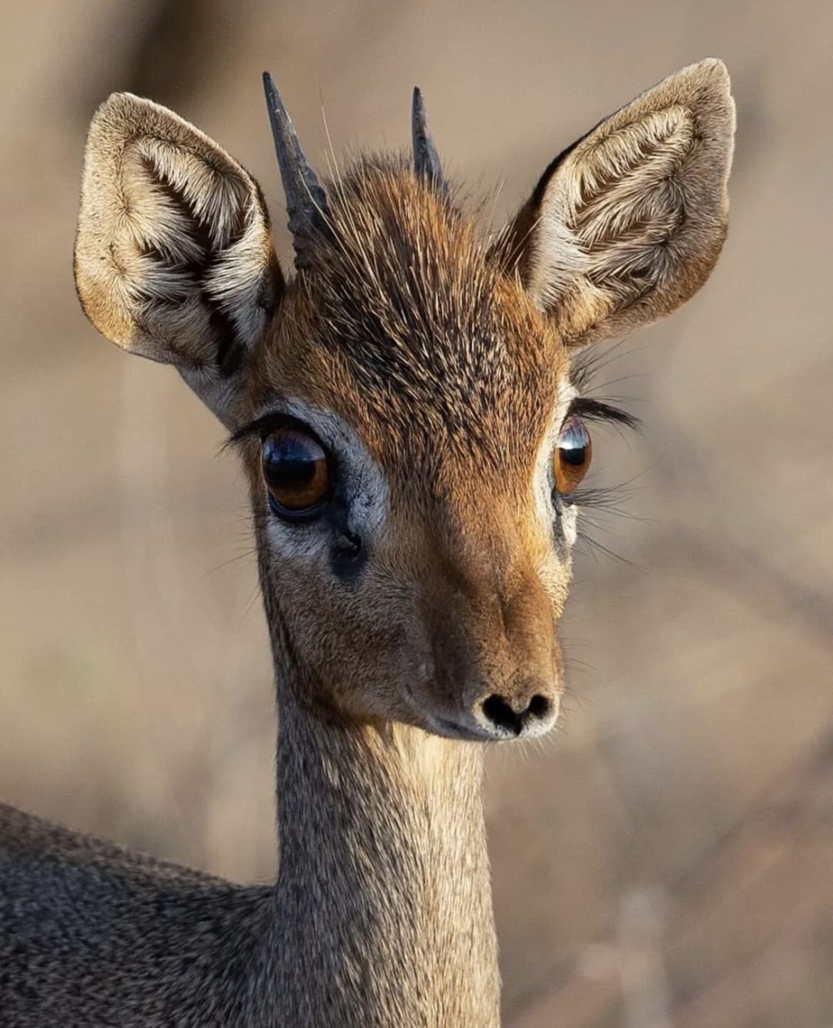 dik dik