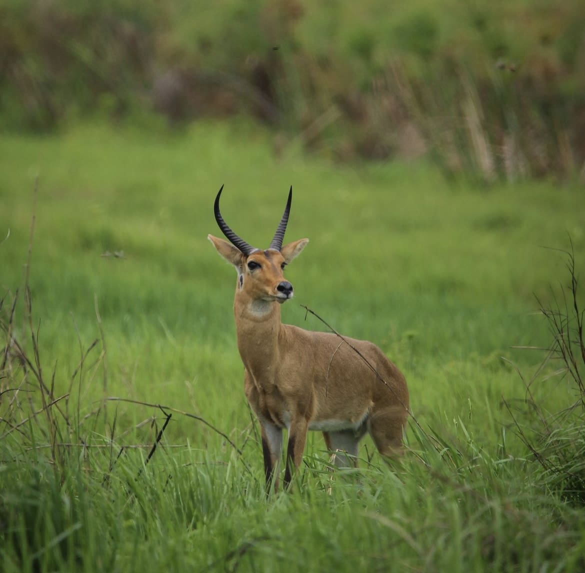 Reedbuck