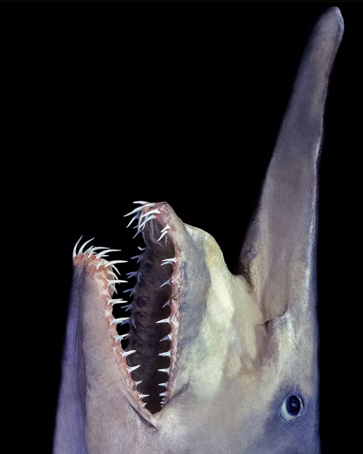 ancient goblin shark