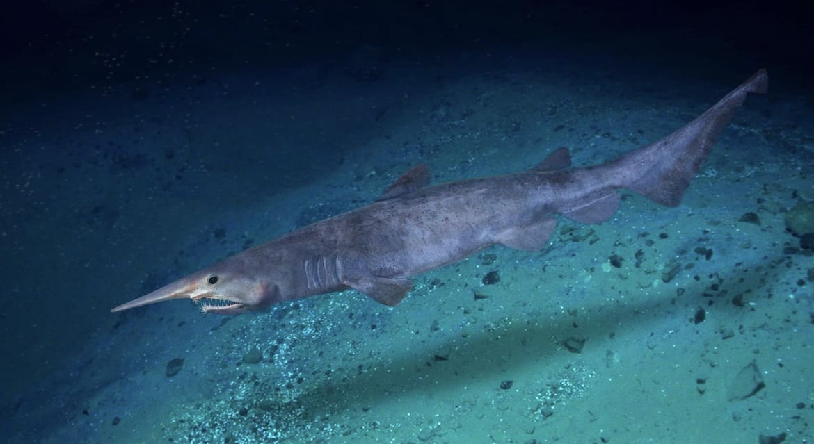 Goblin Shark