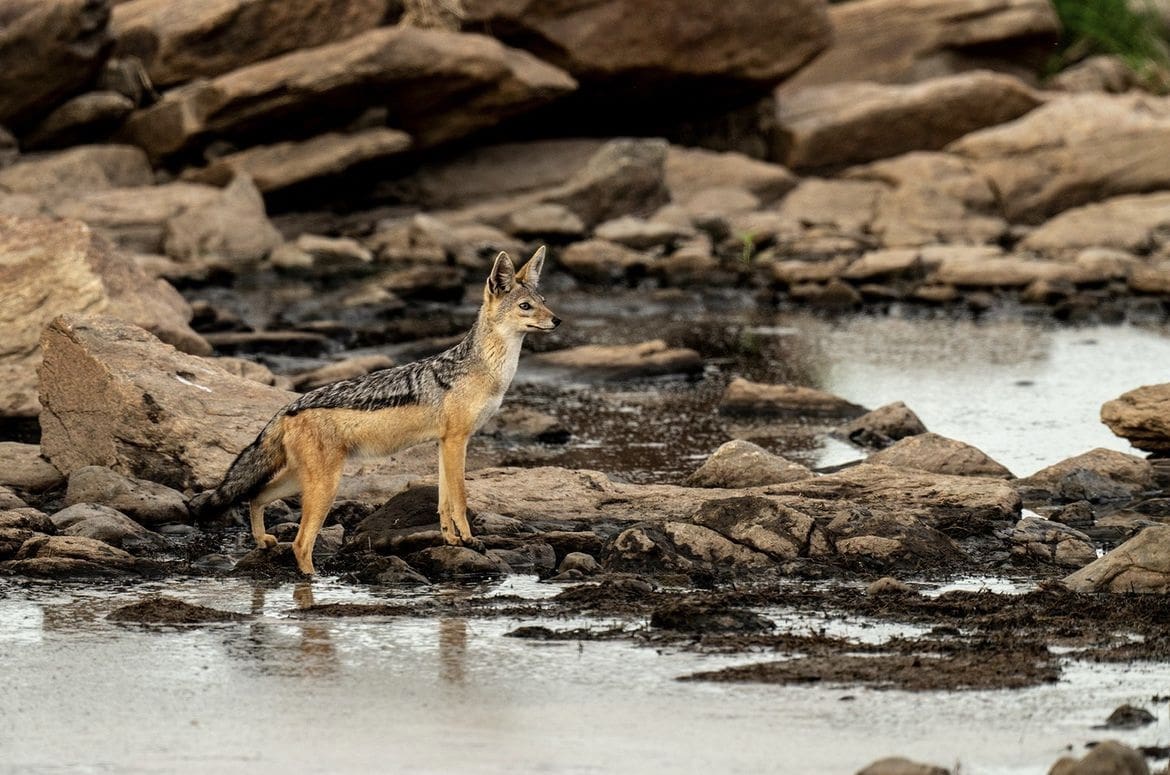 Black-backed Jackal in Africa