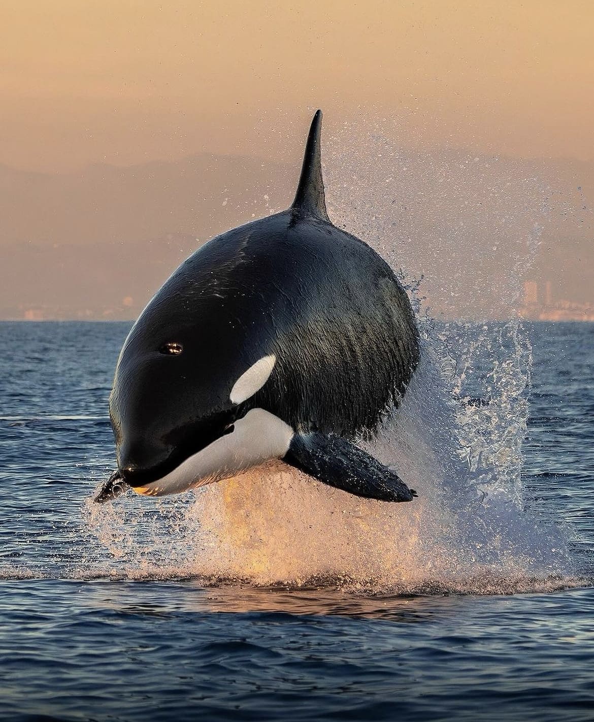 killer whale breach