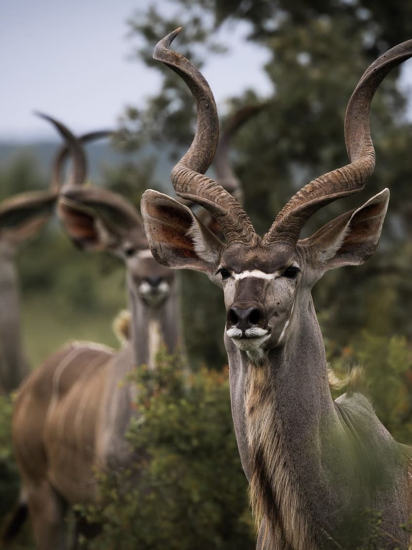 Antelopes in africa