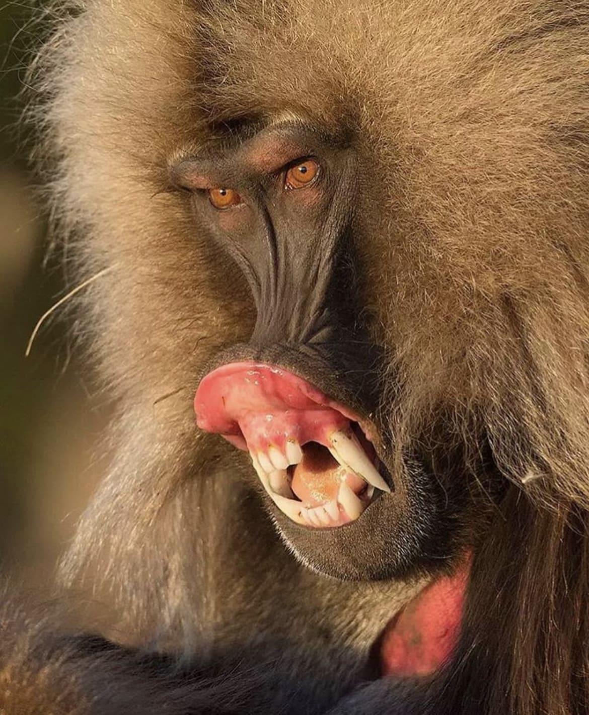 Gelada Ape