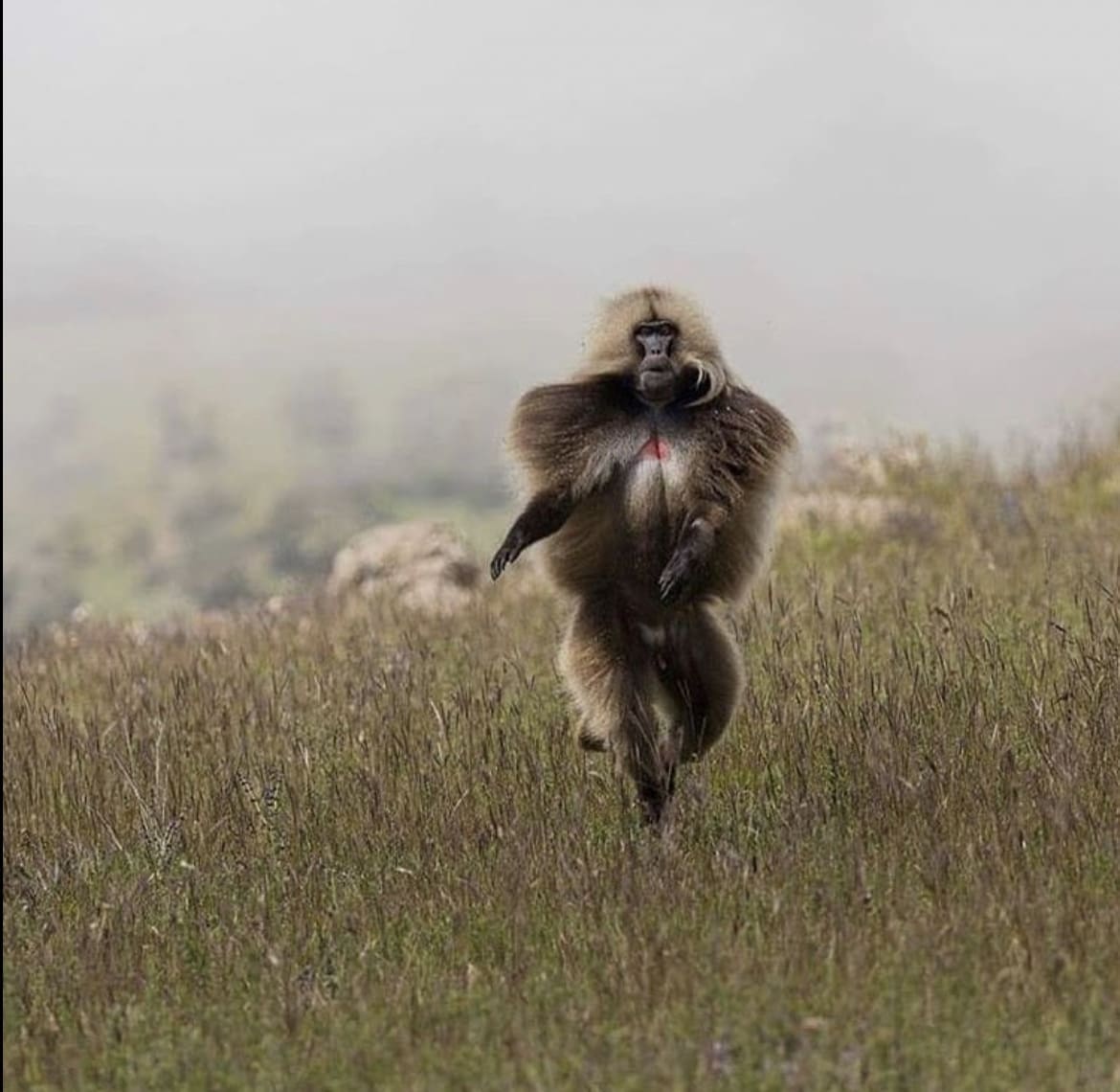 African ape