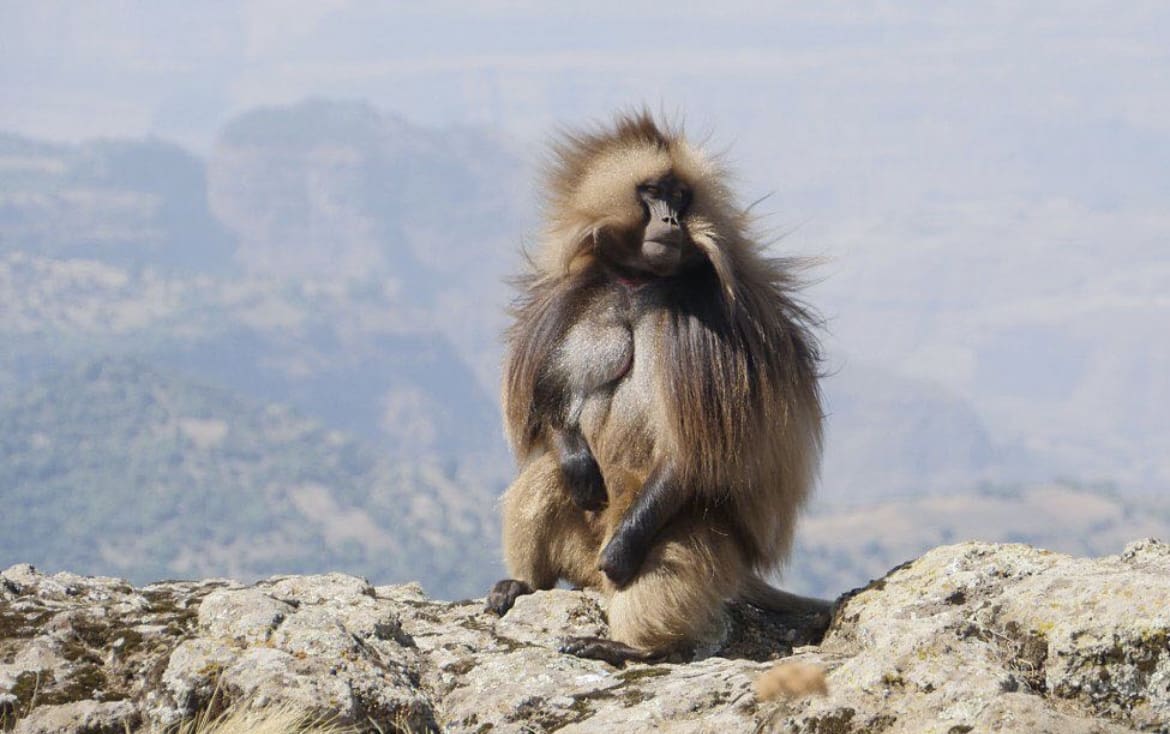 wildlife in ethiopia