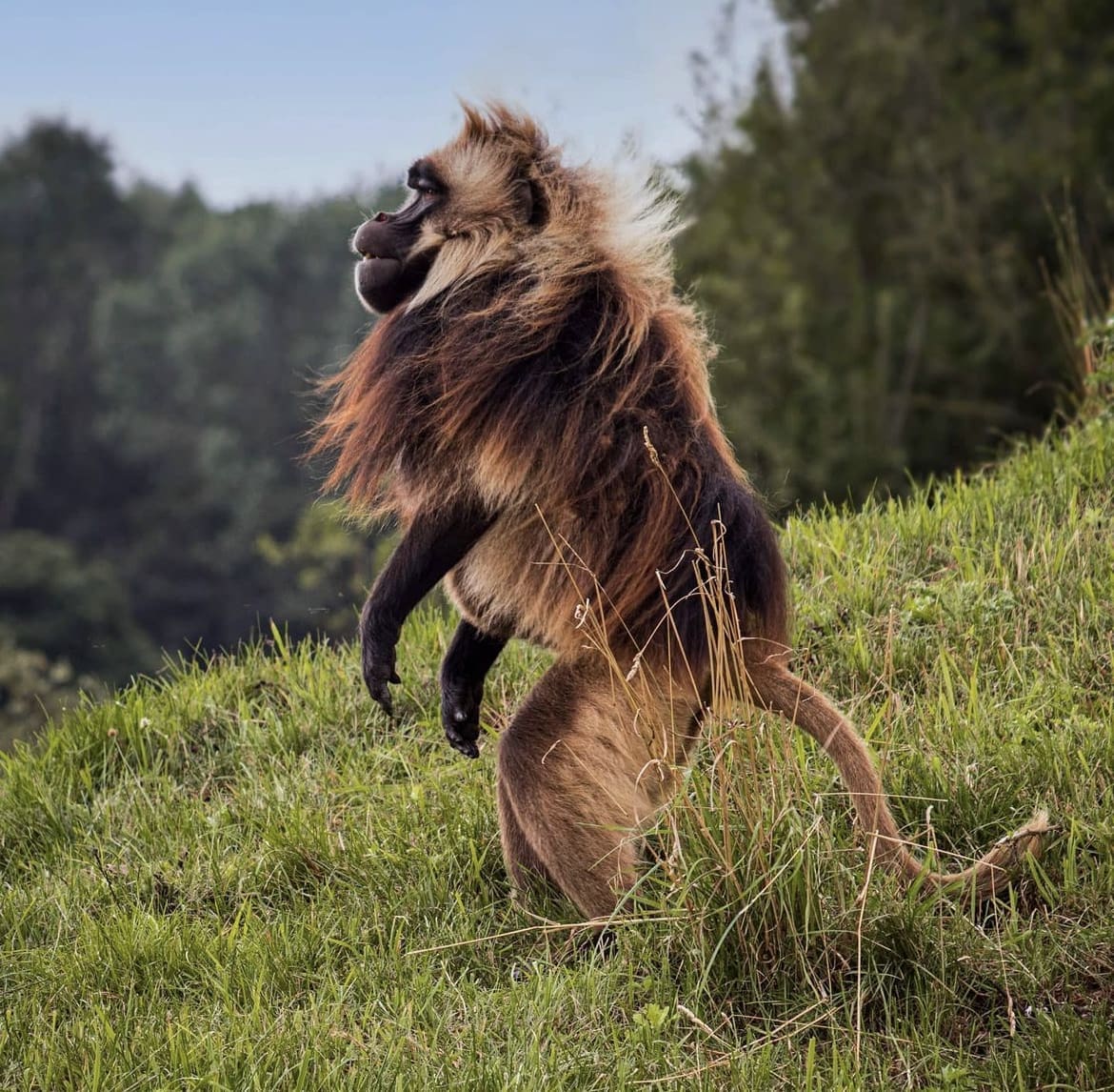 Gelada fur