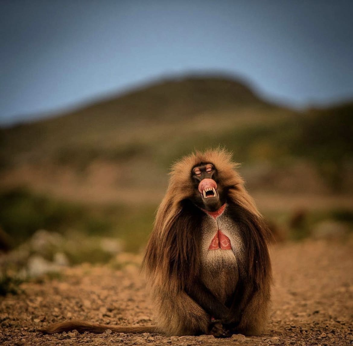 Gelada monkey in Africa