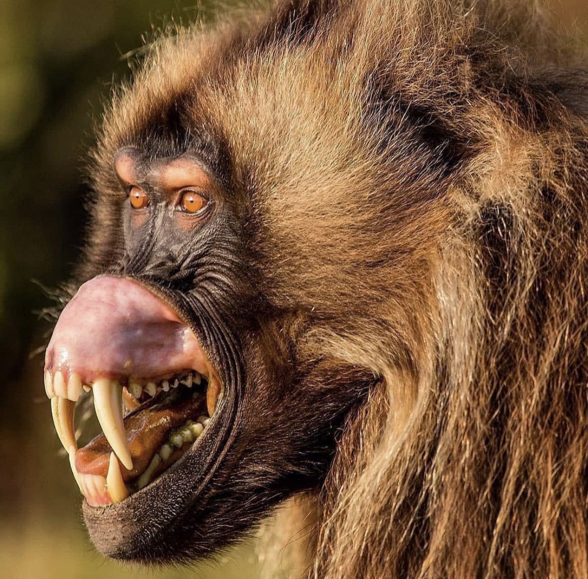 Gelada teeth