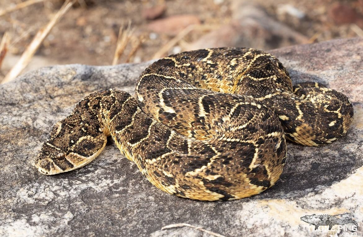 Puff adder on a rock