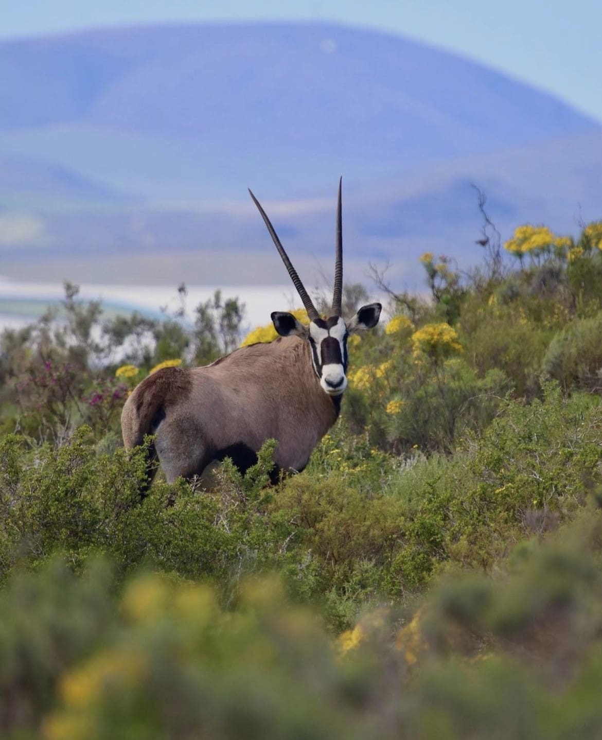Gemsbok in the bush