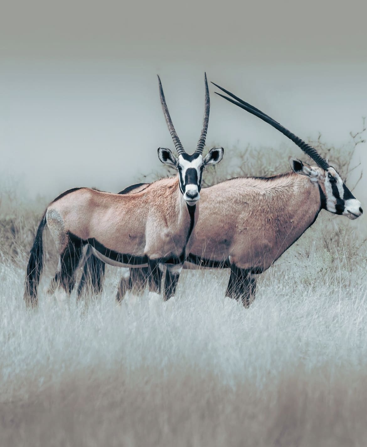 Gemsbok