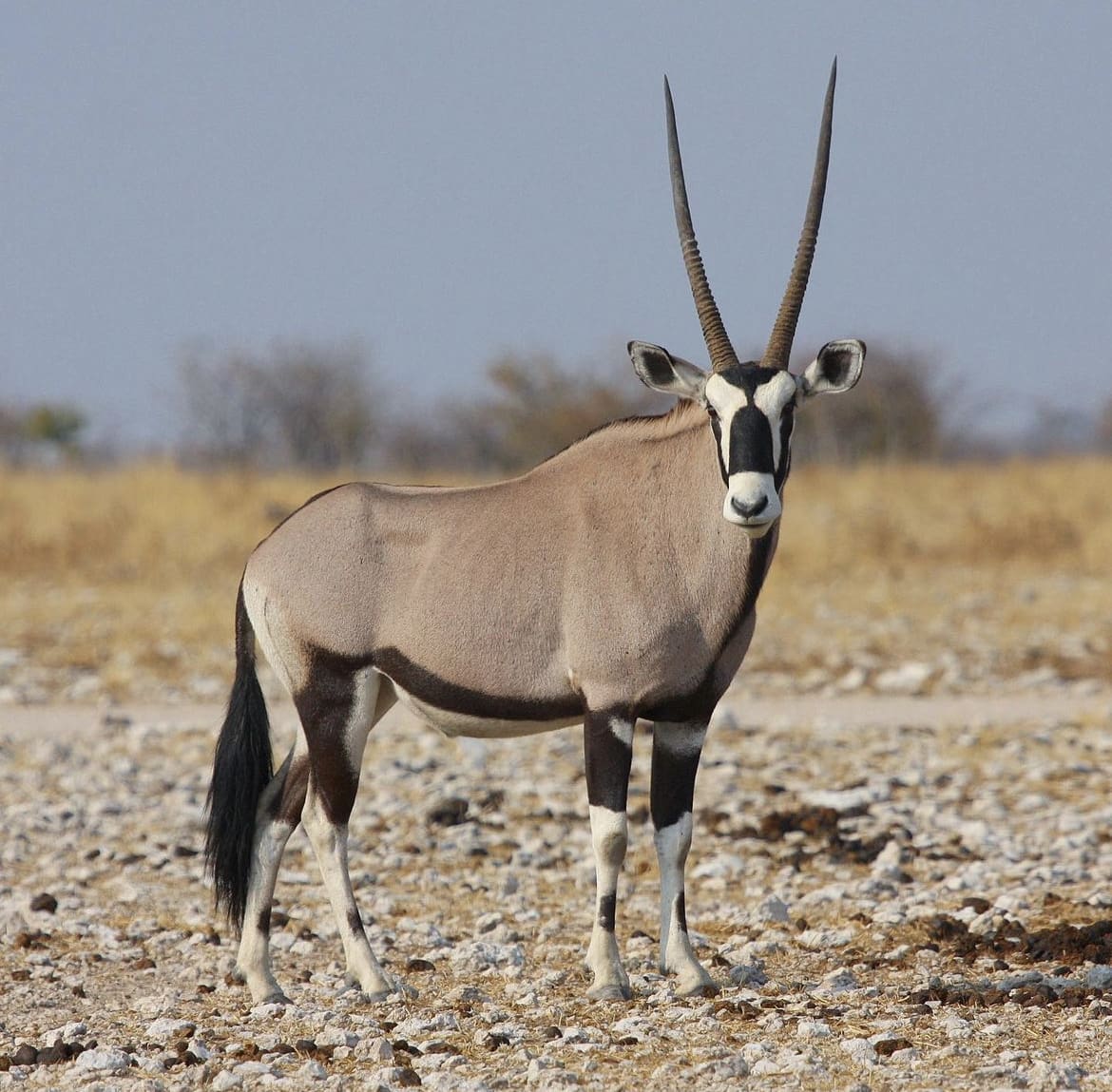 Gemsbok / Oryx