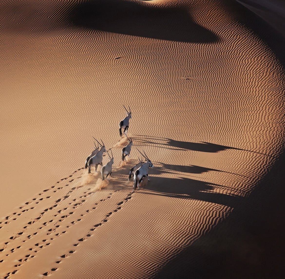 Desert Gemsbok