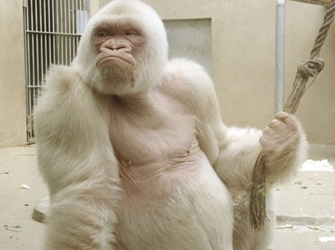 white gorilla barcelona zoo