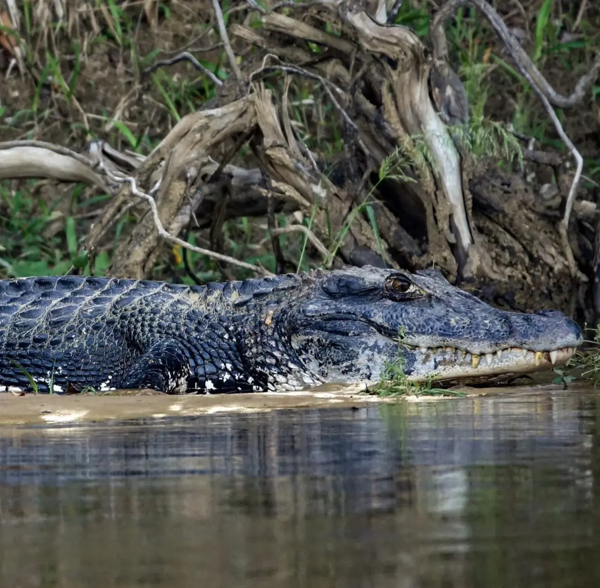 large black caiman