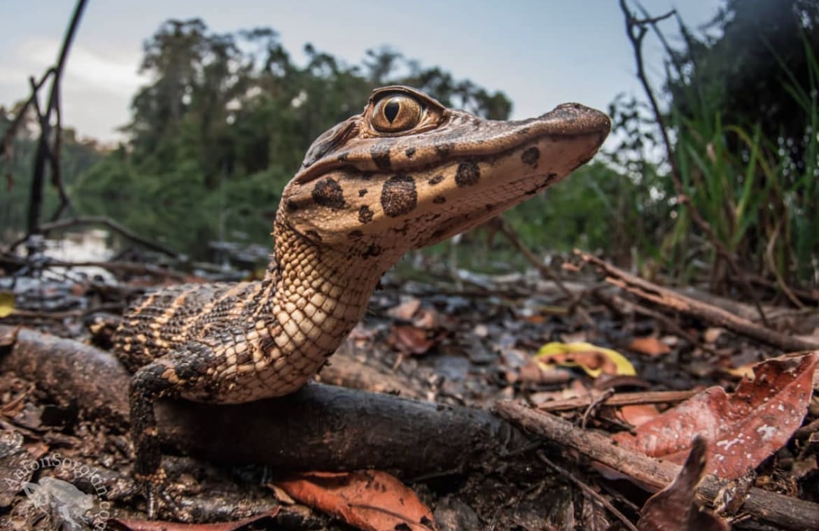 baby caiman