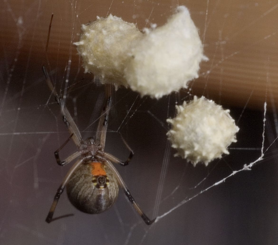 Brown Widow Spider