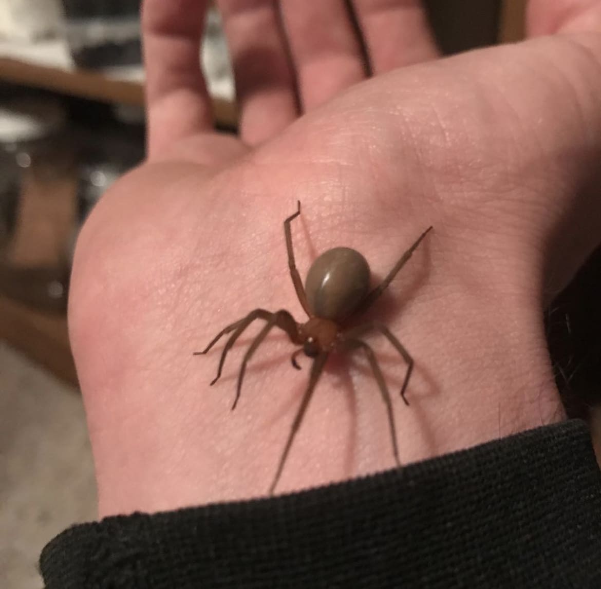 Chilean Recluse Spider