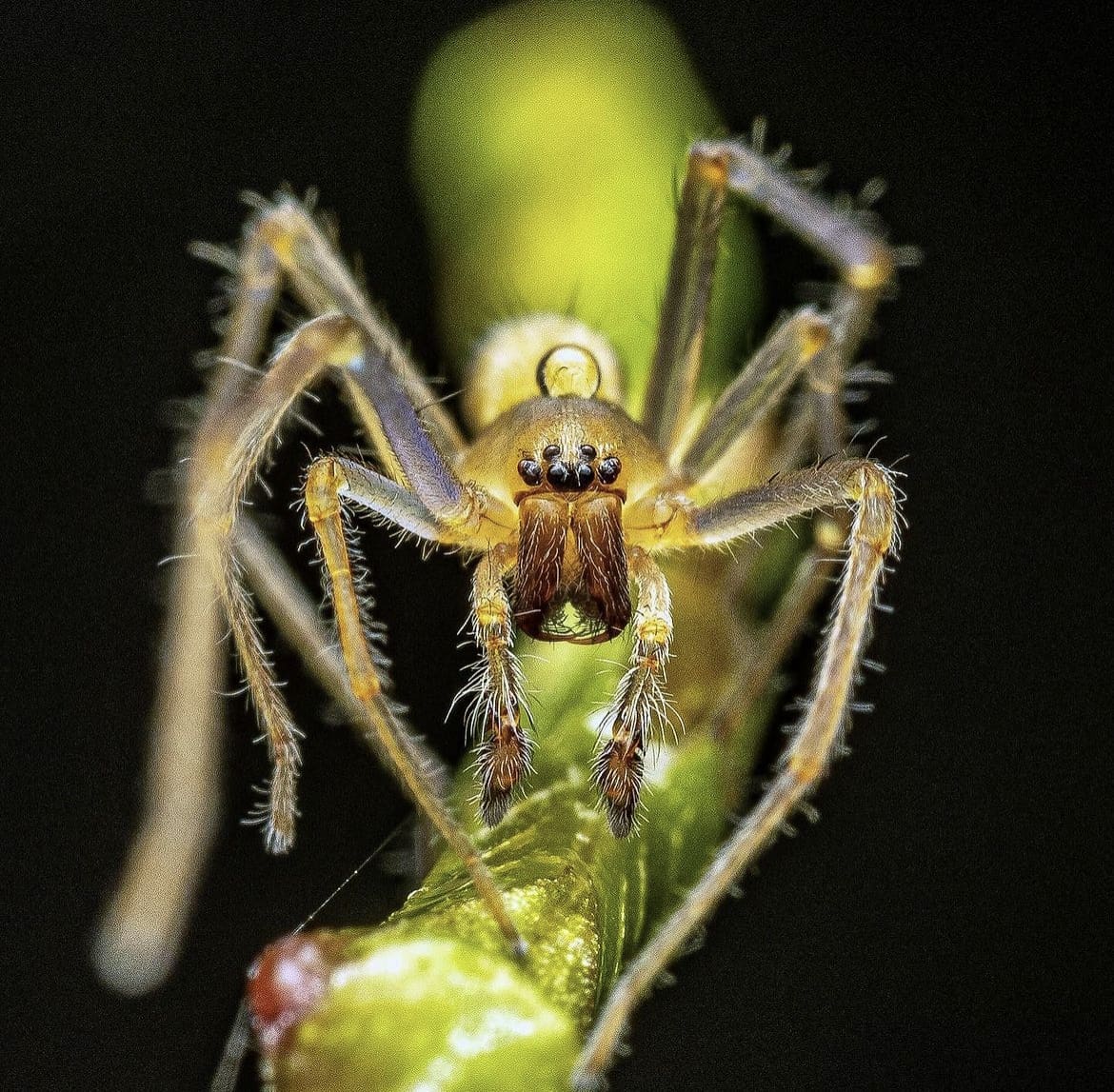 Yellow Sac Spider