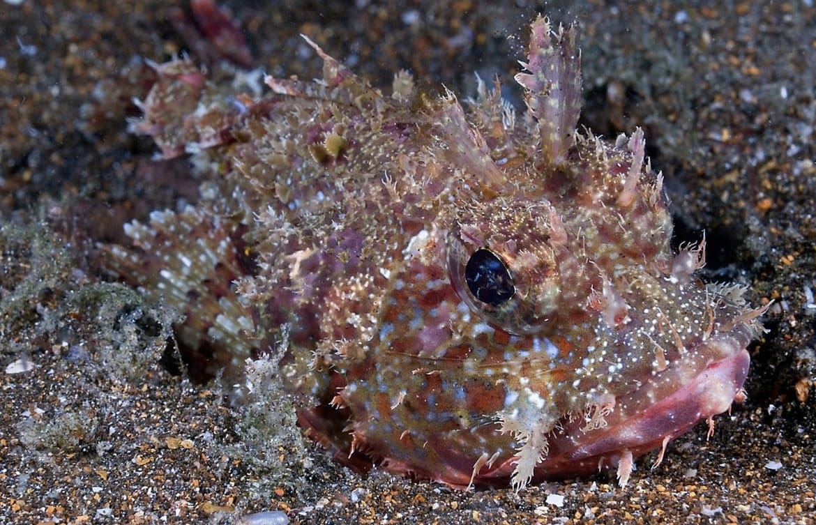 Stonefish