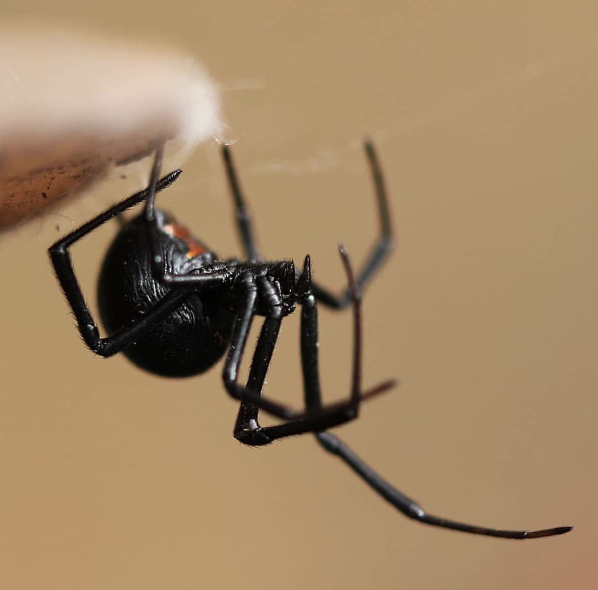 Redback Spider