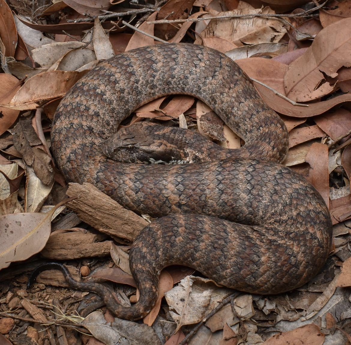 Common Death Adder