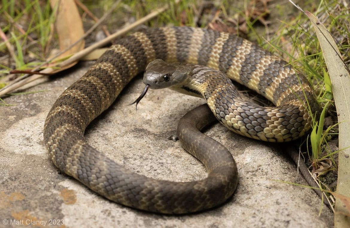 Tiger Snake