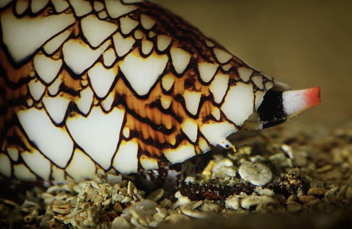 Cone Snail