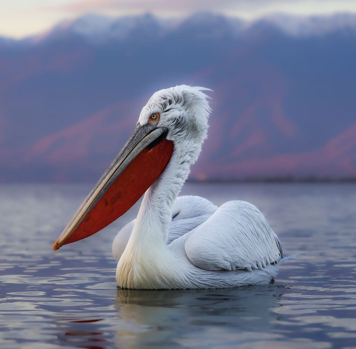Dalmatian Pelican