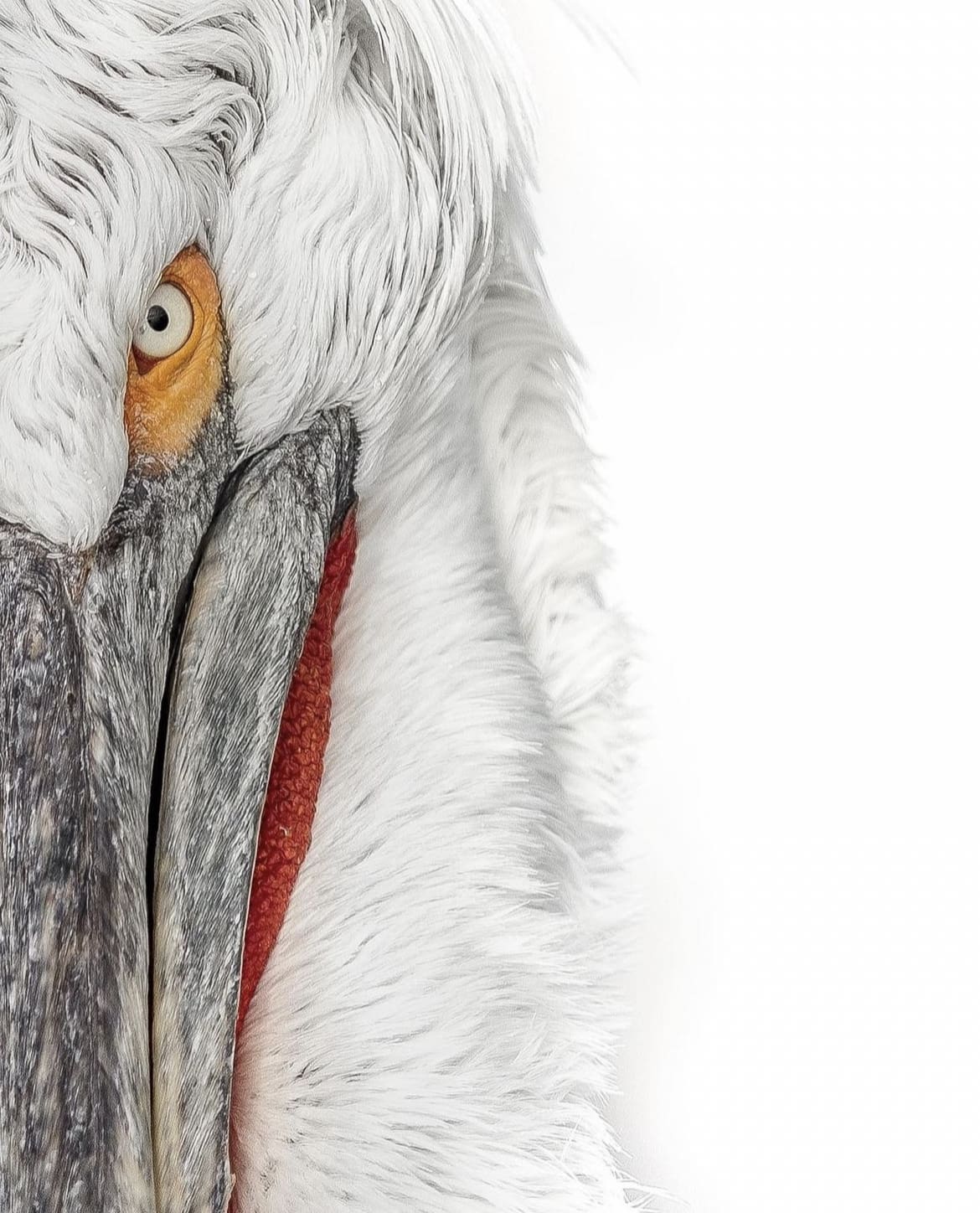 Pelican closeup