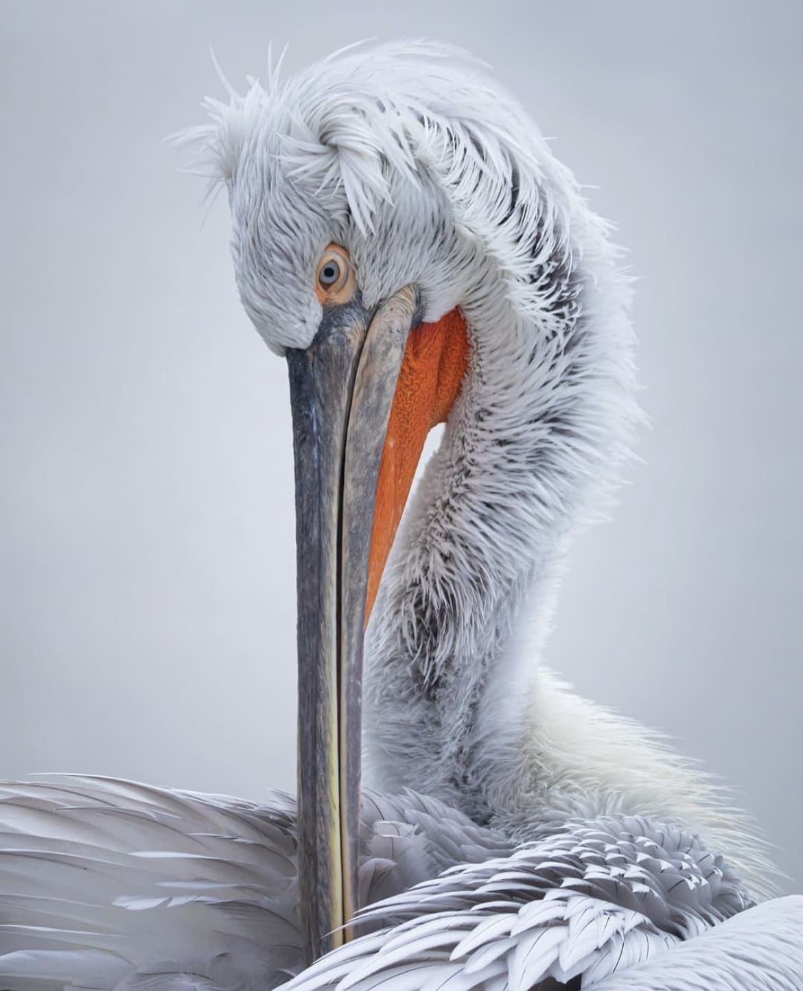 bird photography in europe