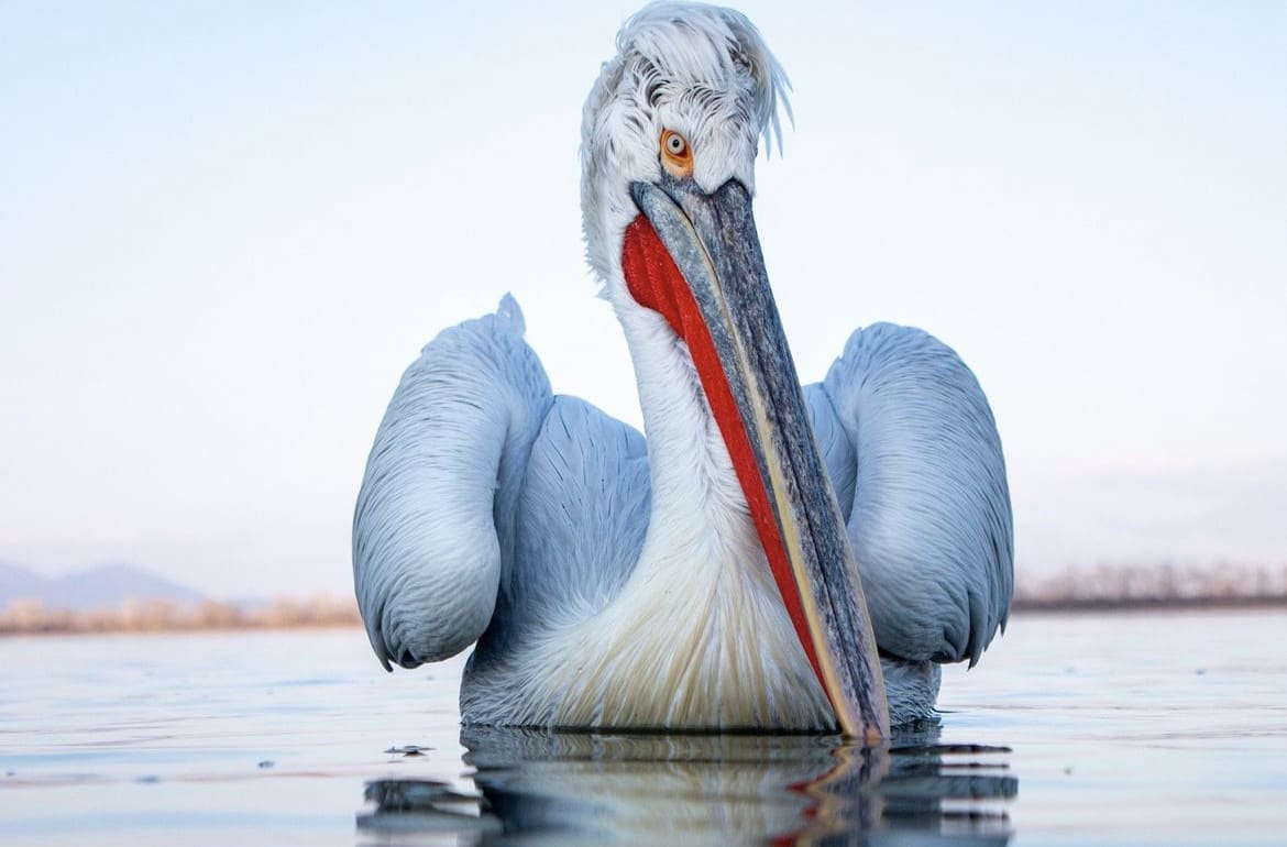 Dalmatian Pelican
