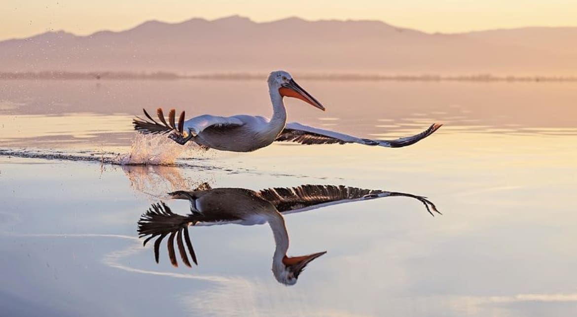 Dalmatian pelican flying