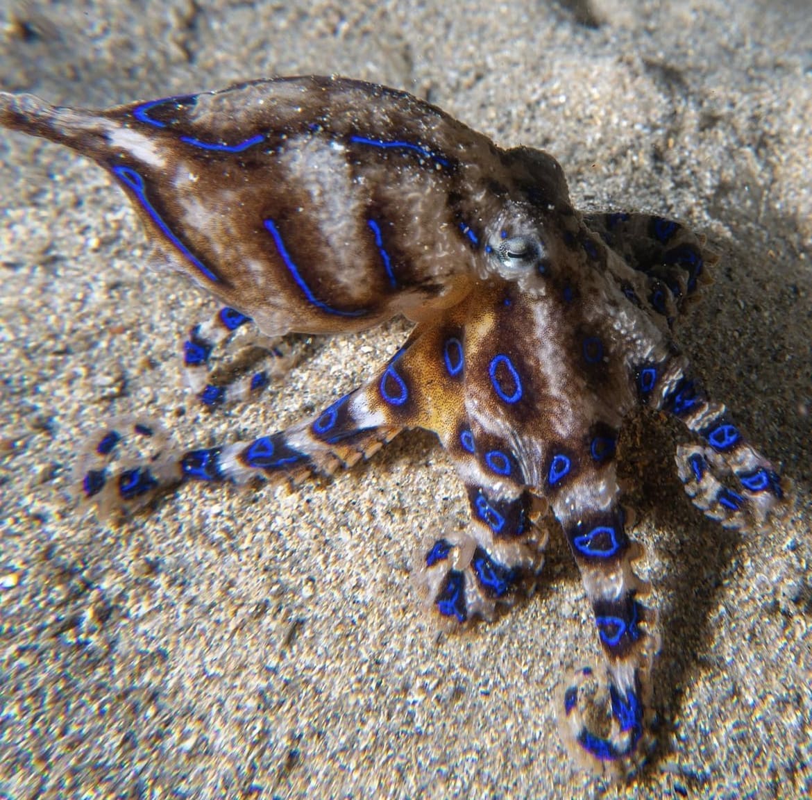 blue-ringed octopus