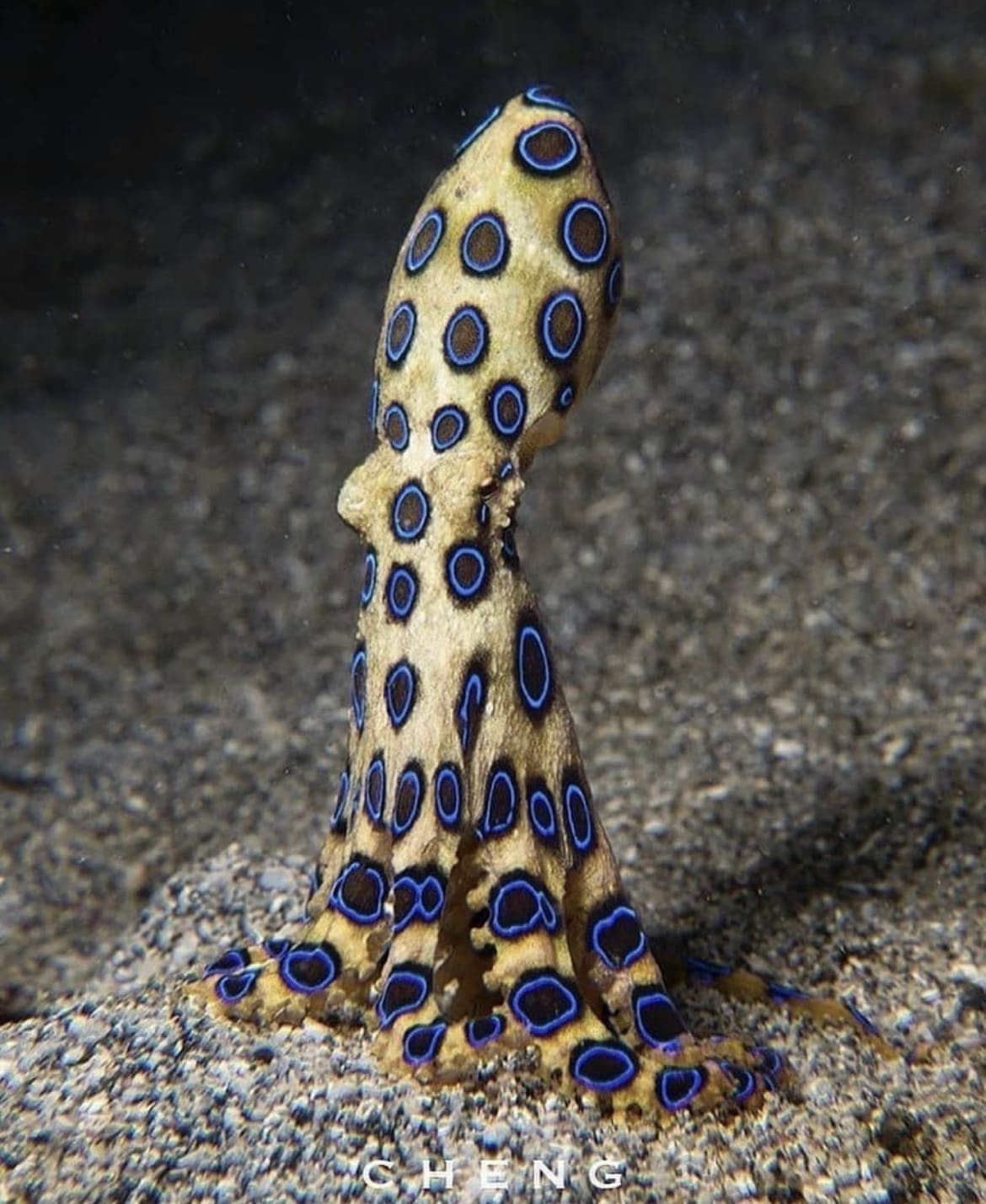Blue ringed octopus