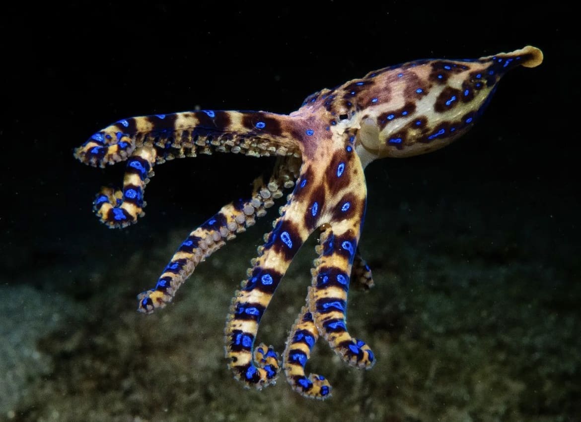 tiny octopus