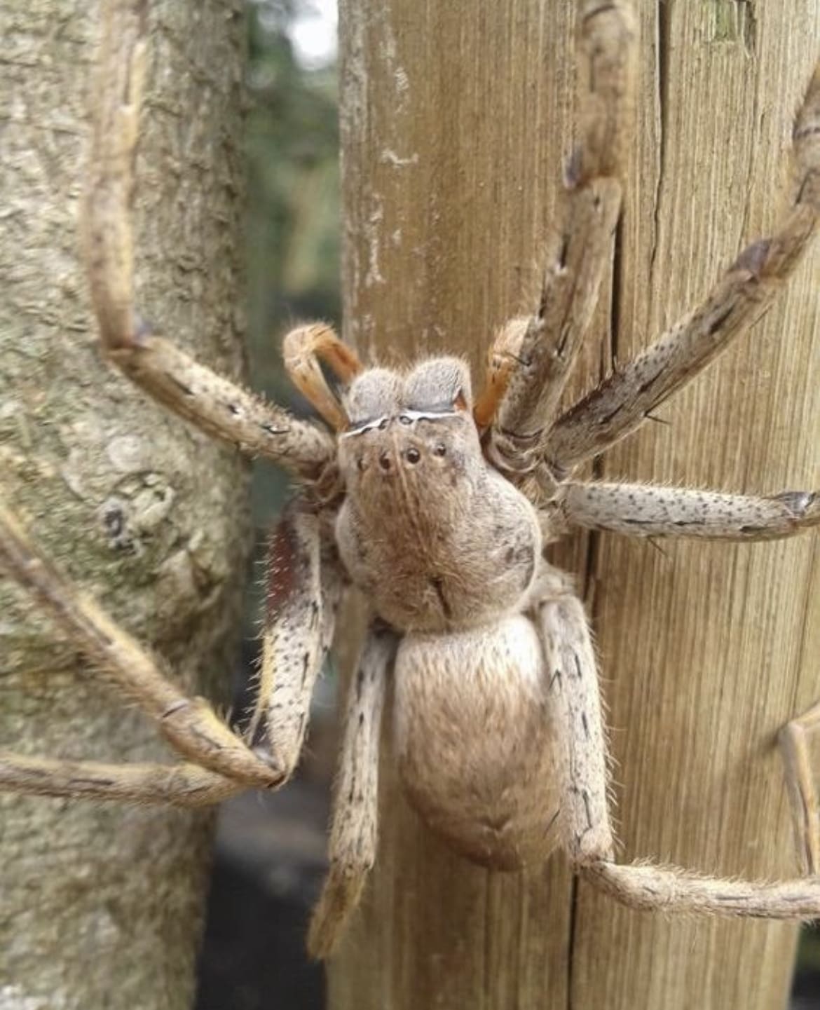 Huntsman Spider
