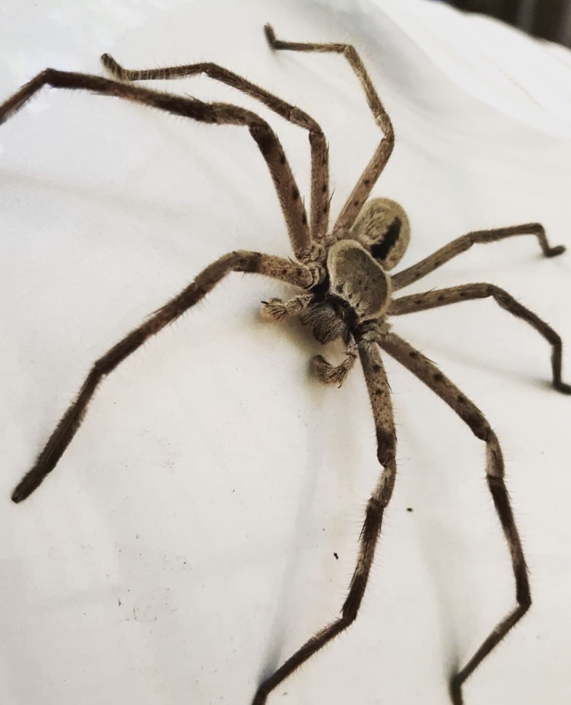 Huntsman Spider